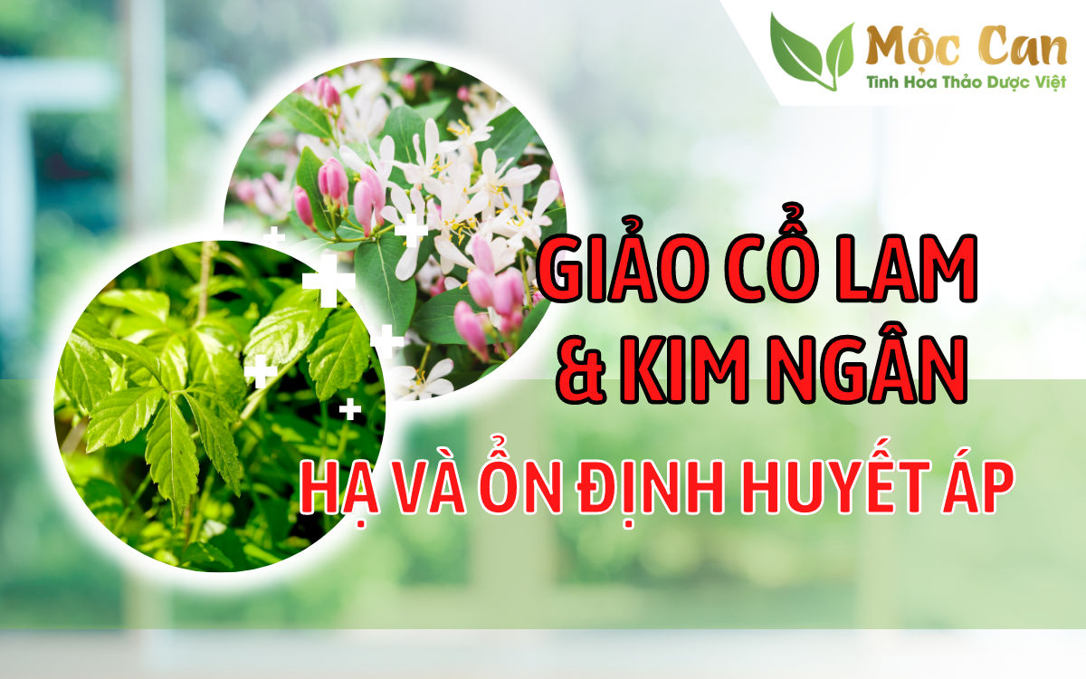 Giảo cổ lam kết hợp cùng kim ngân hoa - hạ và ổn định huyết áp  1